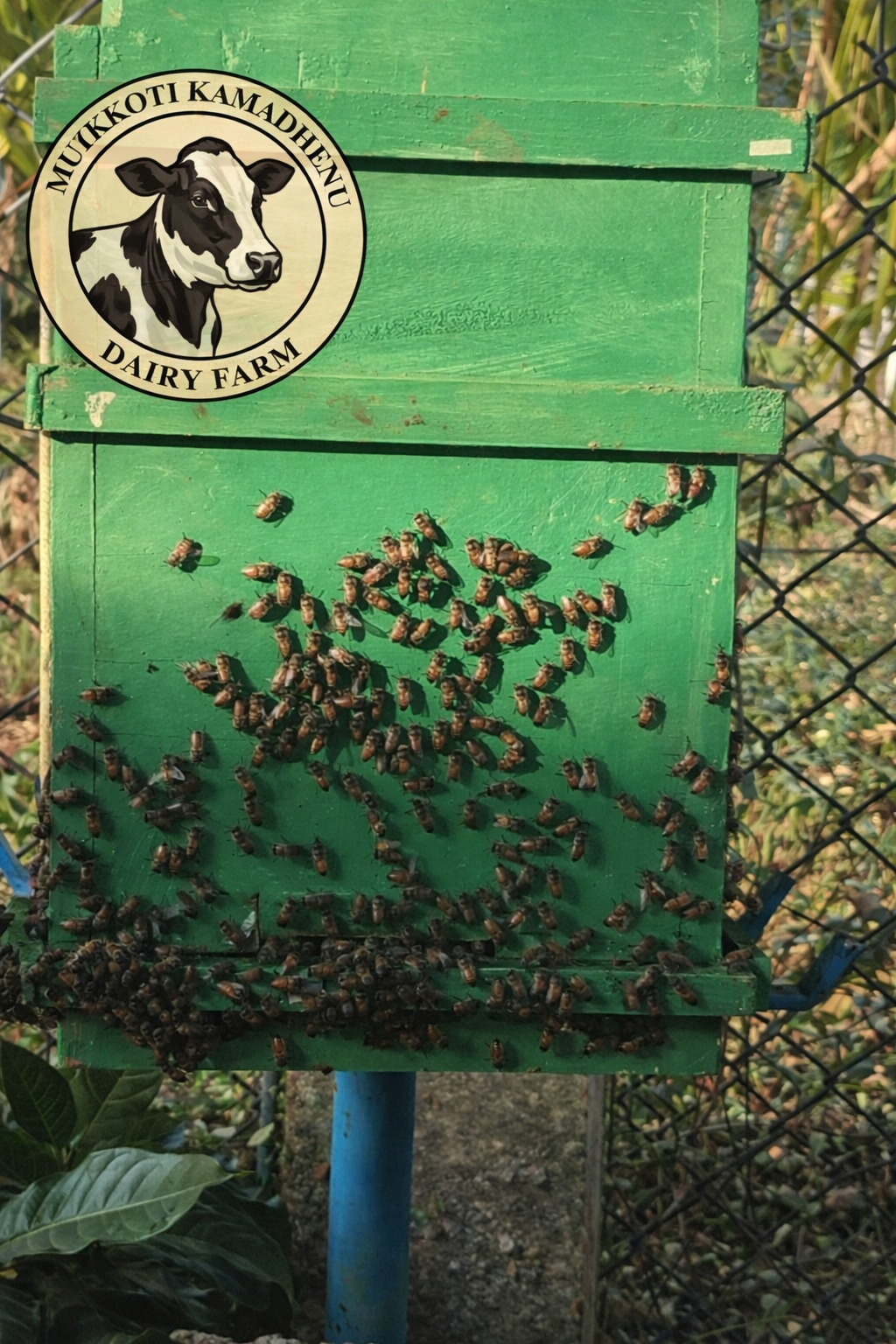 Raw Honey Extraction